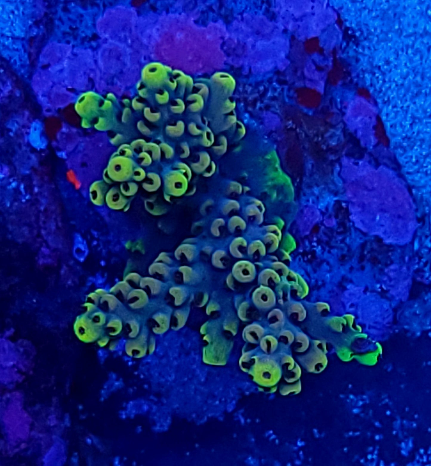 Mini colony