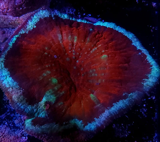 Superman Scoly Vitiensis