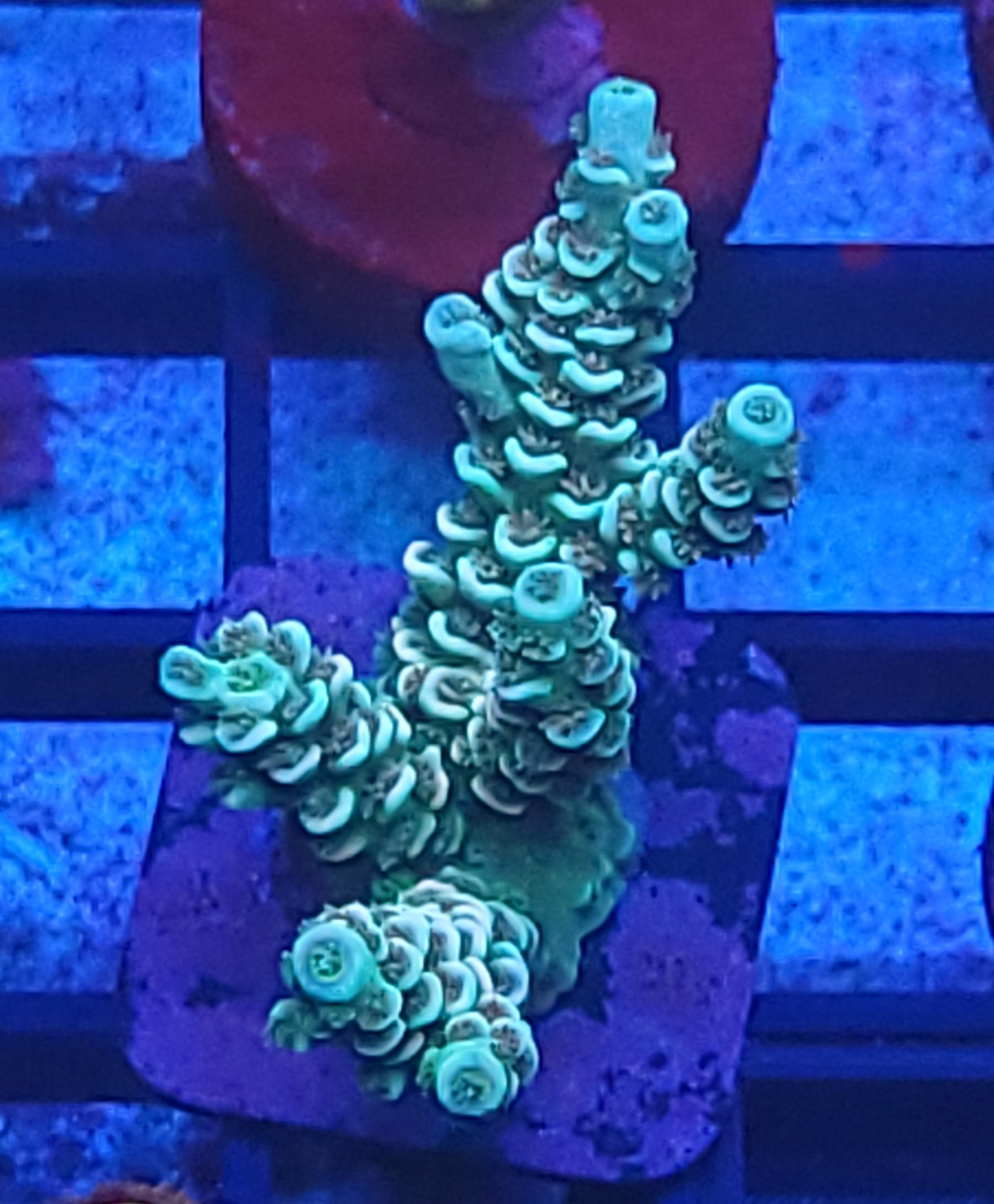 Large tenuis