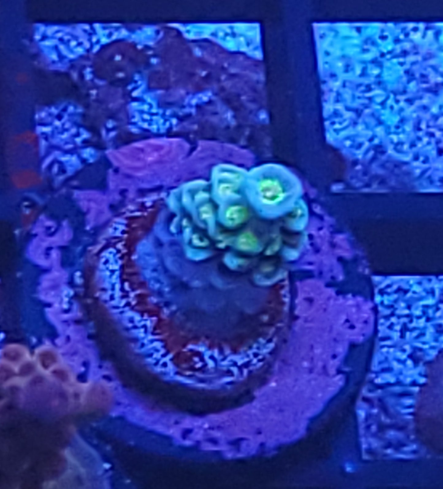 Acro booger