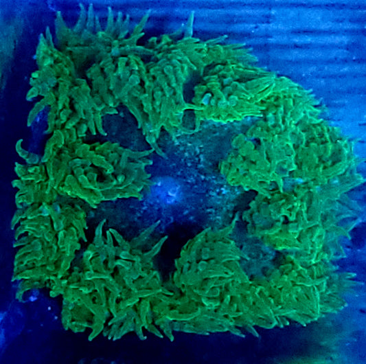 Lemon lime rock flower