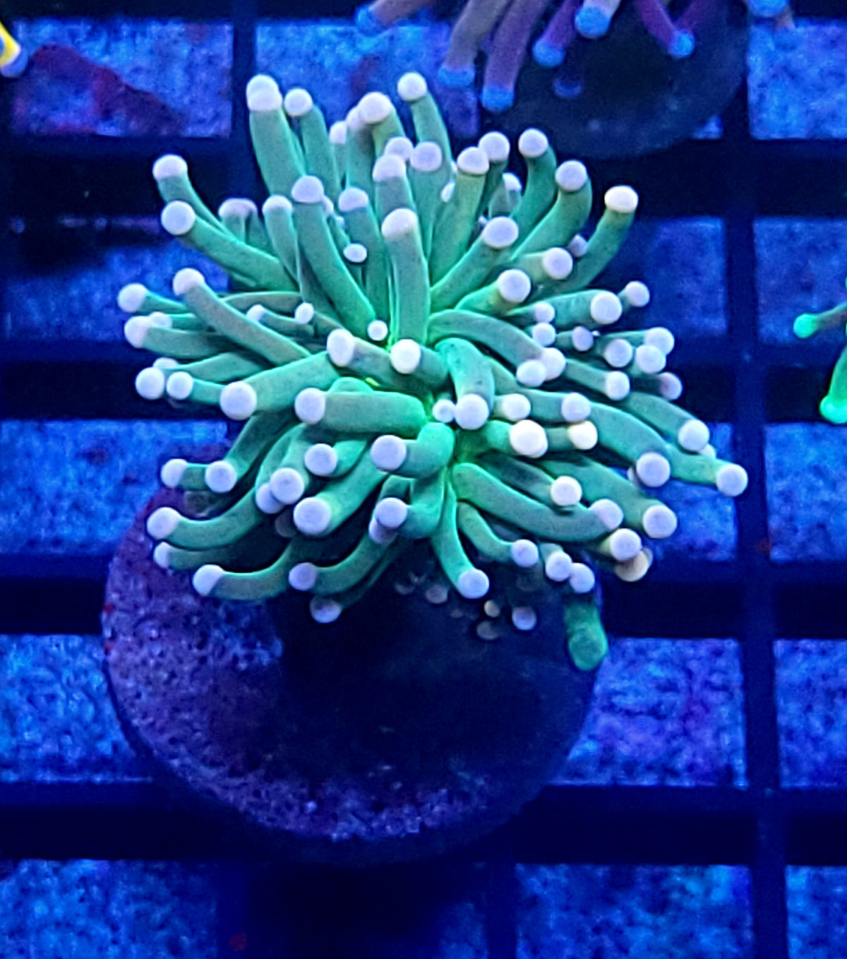 Pink tip torch