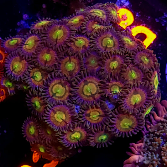 RR Kraken Zoas