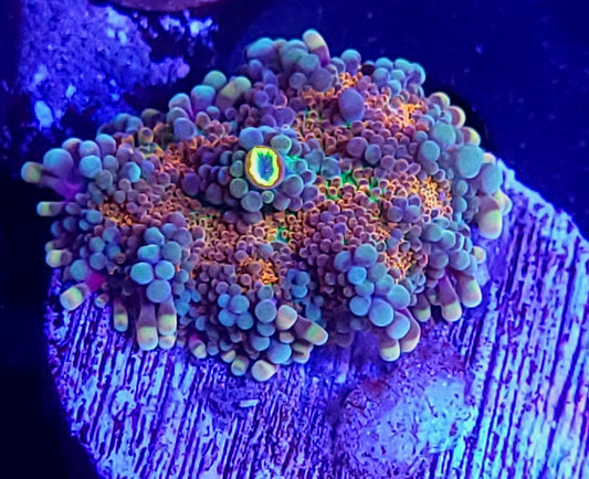 Confetti cannon yuma