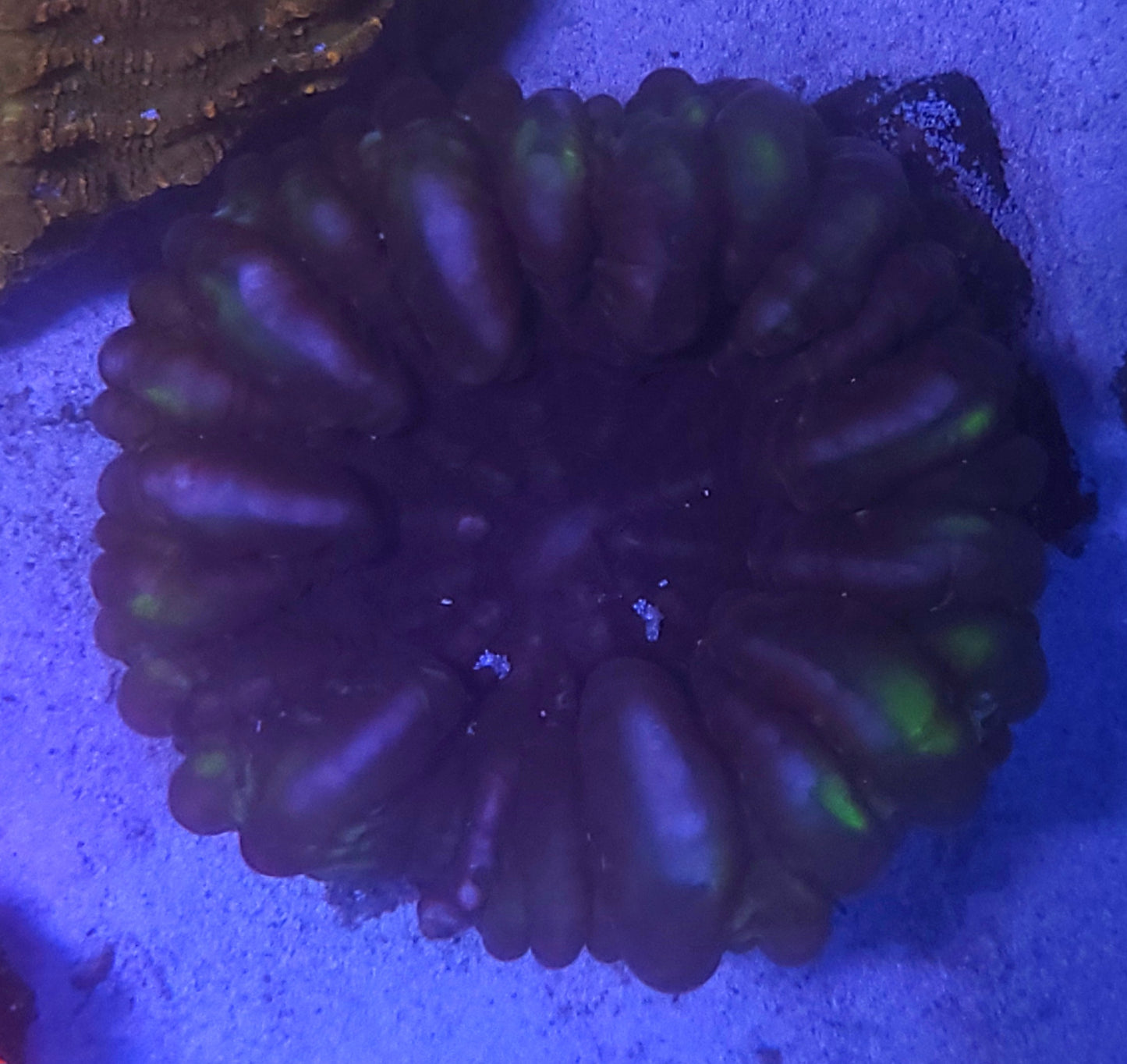 Cynaria