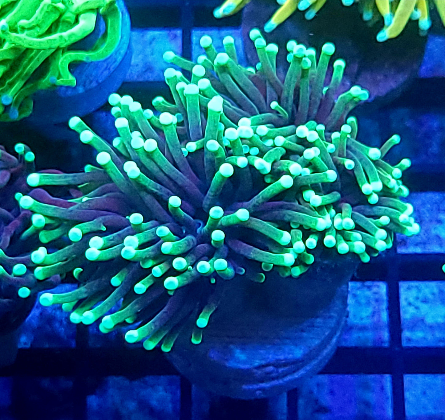 Aussie Torch