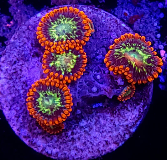 Fireball Zoas