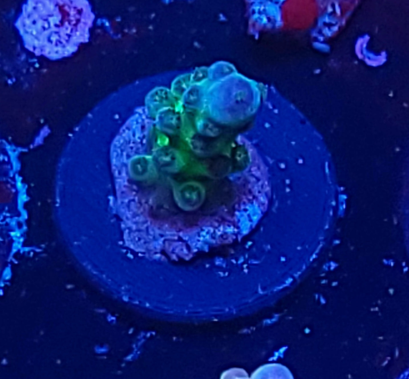 No name acro